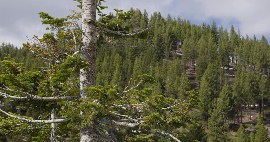 An aerial view of a forest is displayed
