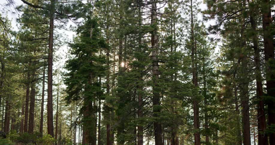 Trees in a forest