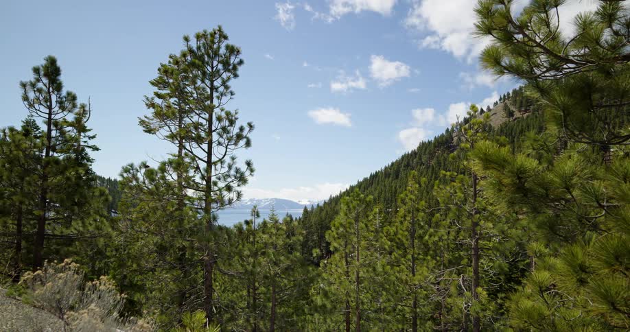 Trees in a forest on the mountains under a blue sky