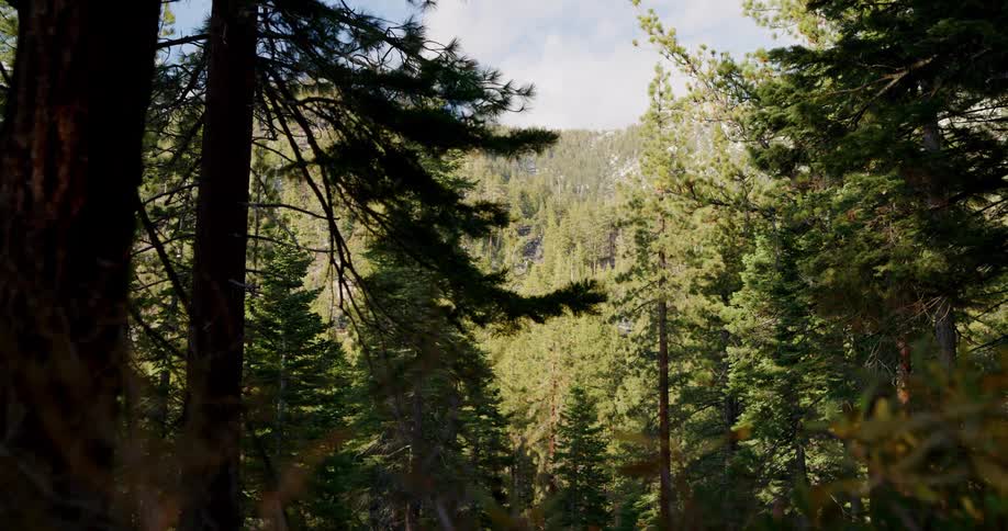 Sunlight shines onto an evergreen forest at the base of a mountain
