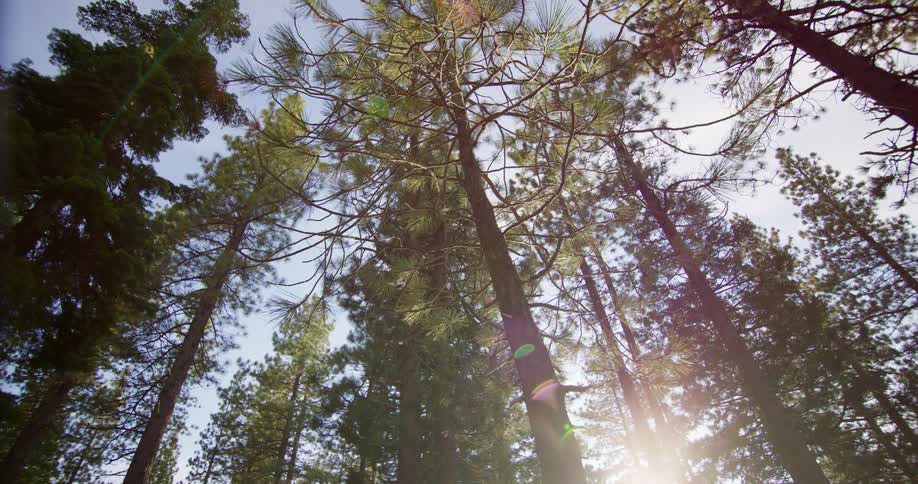 Sunlight streams between the numerous exceptionally tall trees in this forest