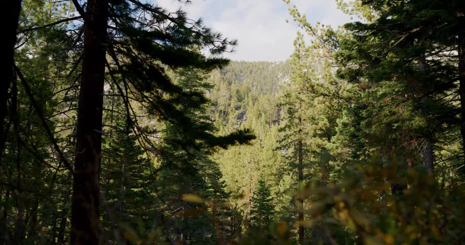 Mountain forest with trees