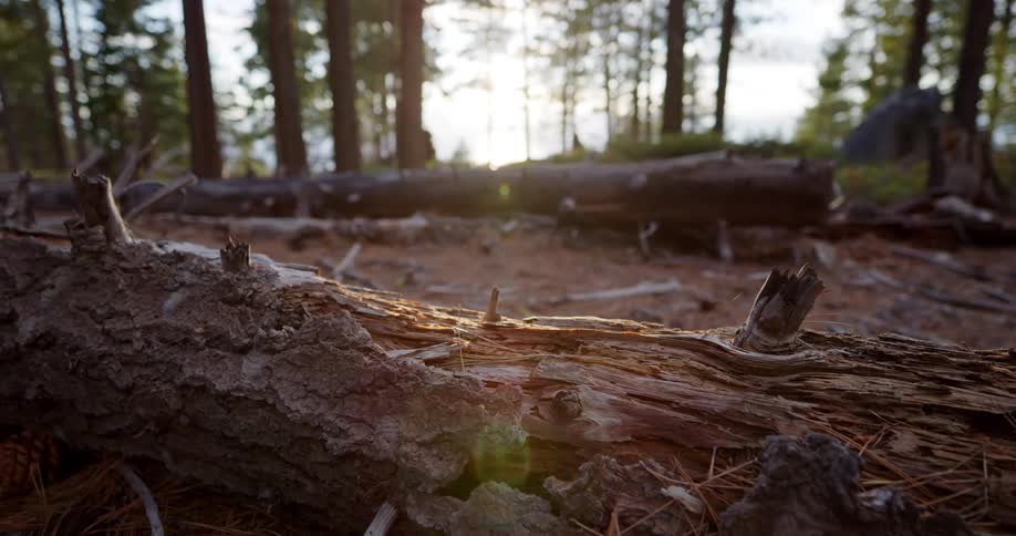 Bugs fly around the fallen trees