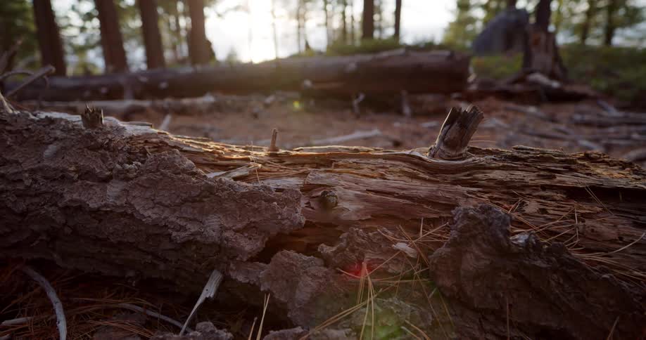 The sun hangs low in the sky above a fallen log on the forest floor