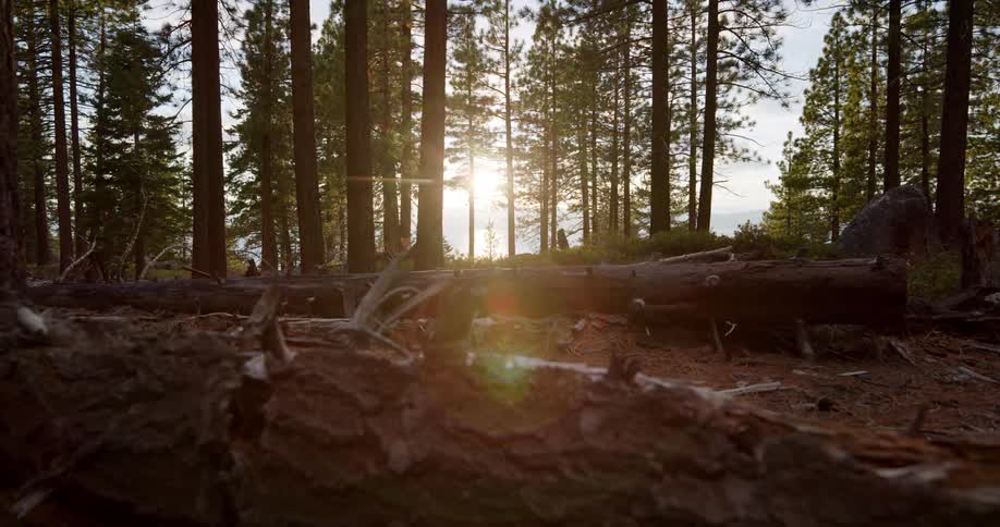 Large trees have fallen in the woods