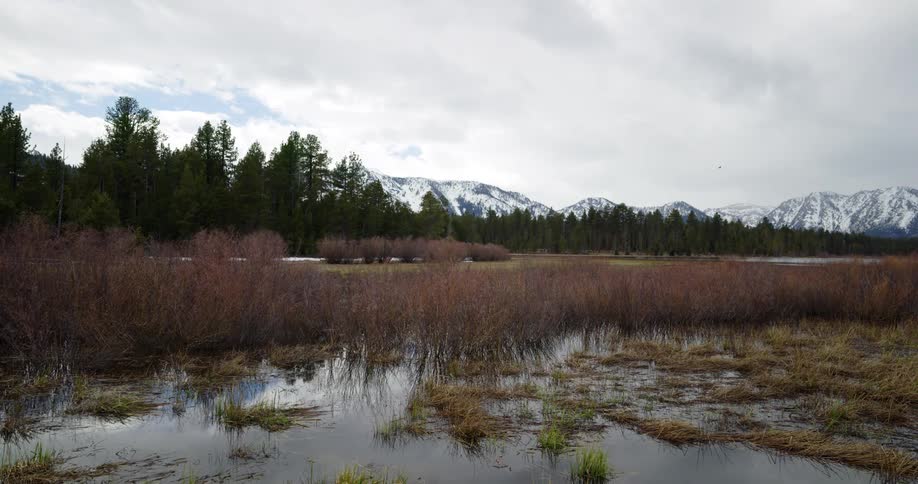 Landscape view with a marsh in front of a forest and mountains in the background