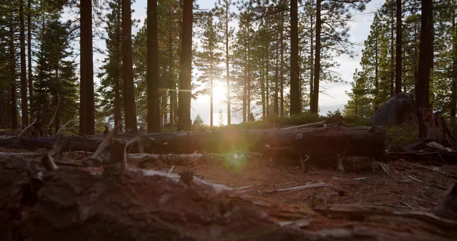 Tree logs lay in the forest as the sun rises