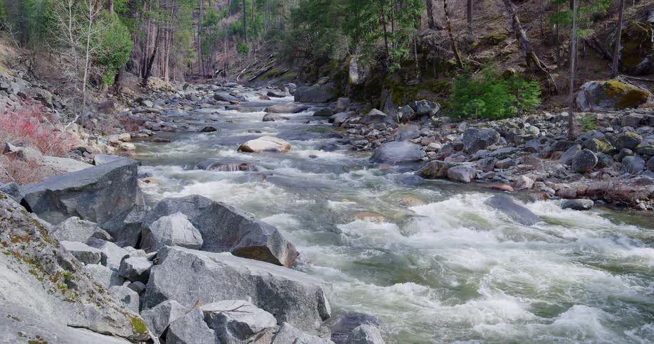 A river flowing through a forest