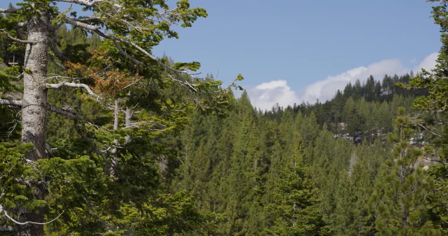 Trees in a forest