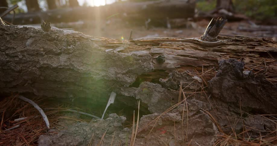 Sunlight shines on a fallen tree in a forest