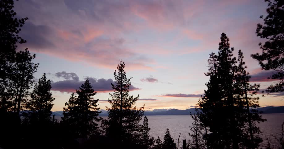 Silhouetted pine trees next to a lake at sunset