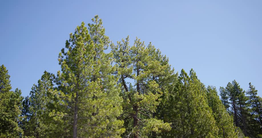 A view of trees in a forest area is displayed