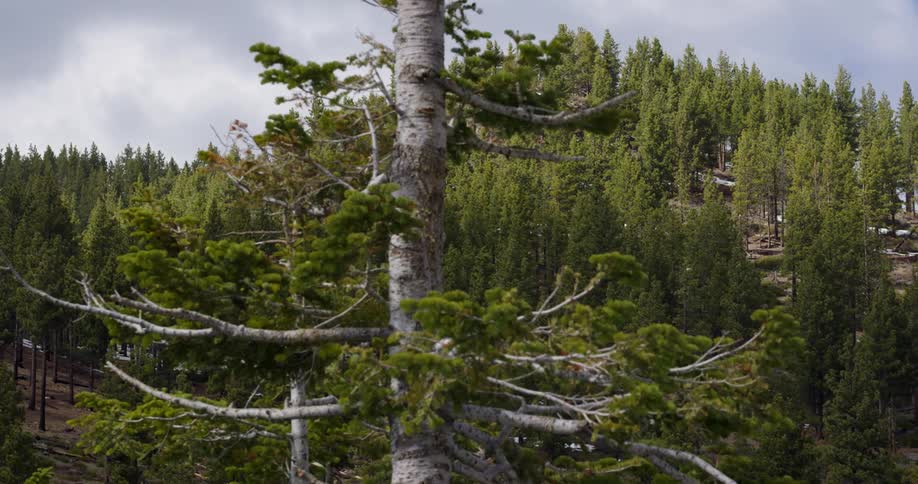 A pine tree in a mountain forest in the daytime