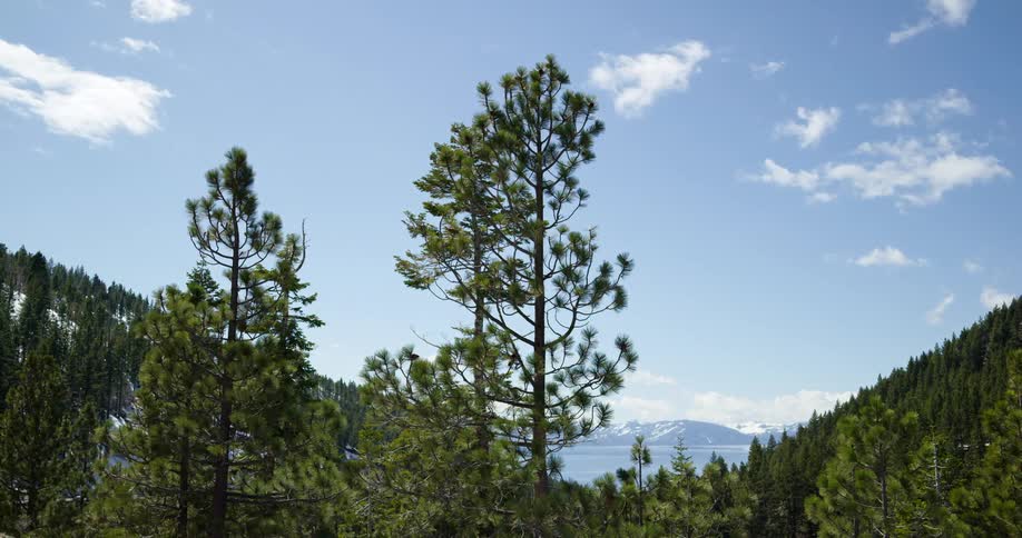 Trees in a forest is displayed