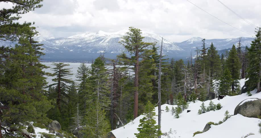 The snow is covering the forest area