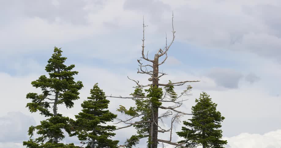 A view of trees in a forest is displayed