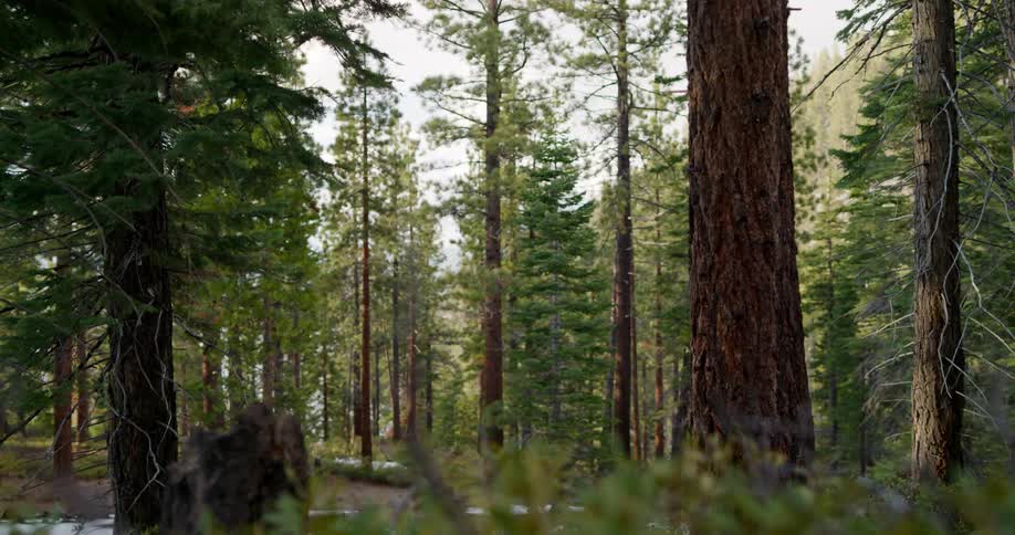 Tall trees stand in the forest
