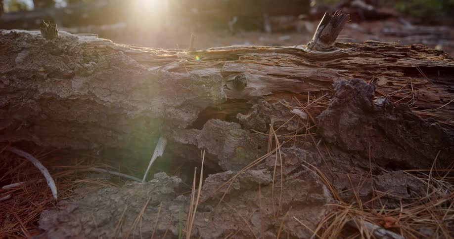 A fallen tree trunk in a forest