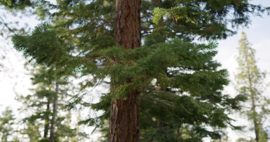 A pine tree in a forest