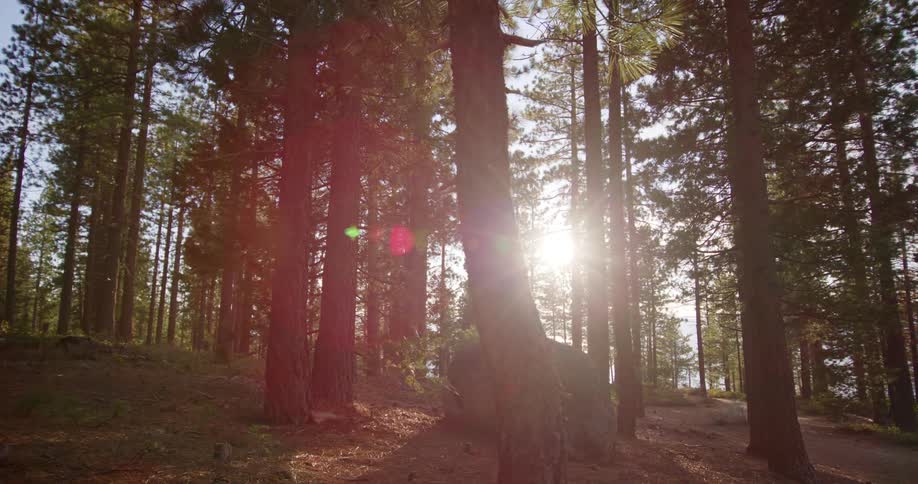 The sun shining down on trees in a forest