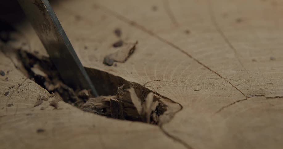 A person chisels a tree trunk