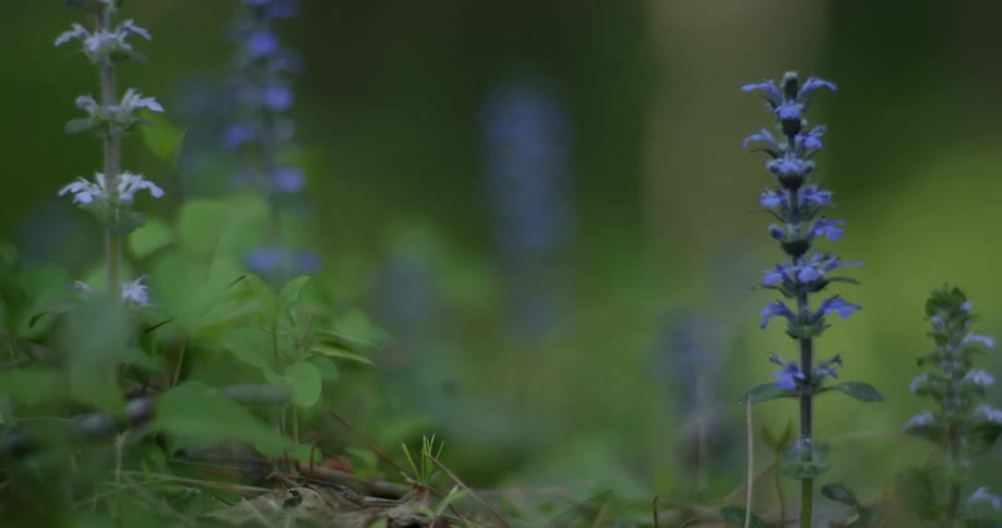 Small blue flowers growing in the wilderness