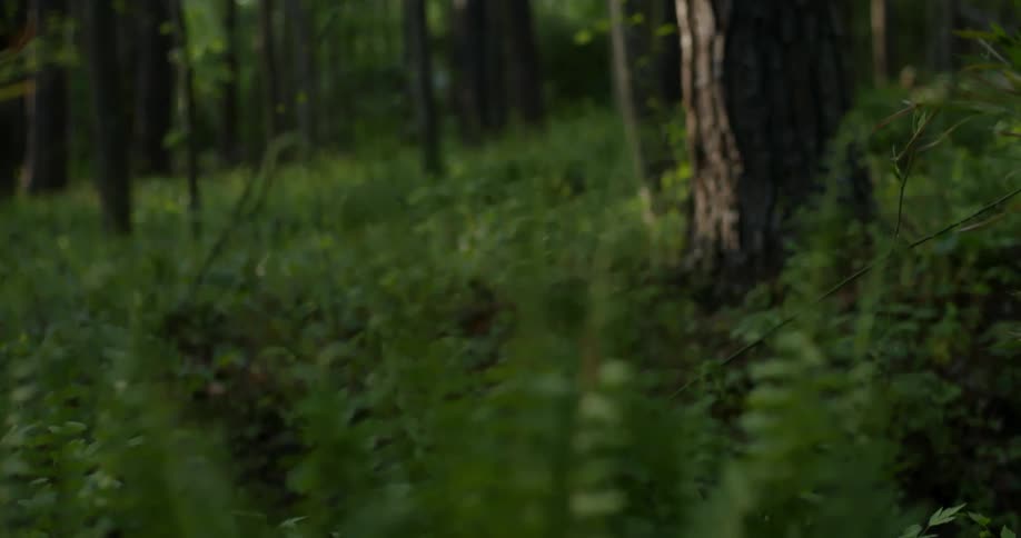 A view of a forest is displayed