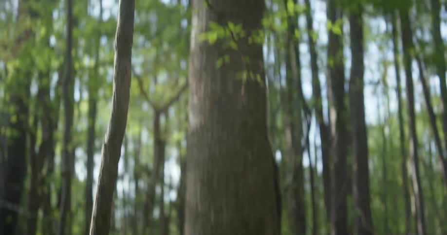 Pine cones on the floor of a forest with tall trees at day