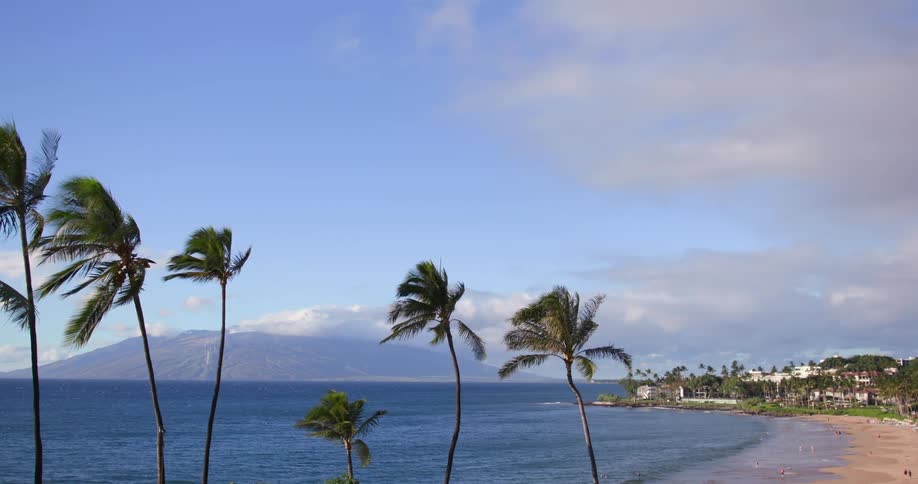 Palm trees lining a sandy beach gently sway in the wind as ocean waves wash ashore