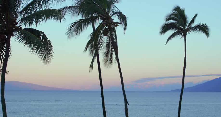 Palm trees stand near the ocean