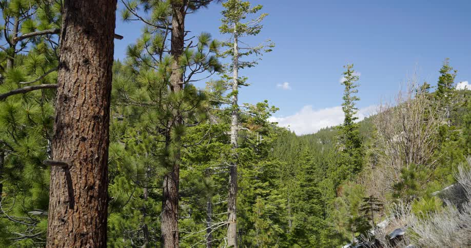 Pine trees in a forest on a summer day