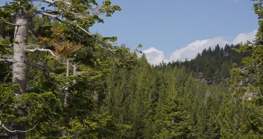 Pine trees in a forest on a clear summer day