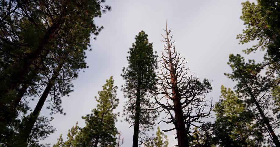 Pine trees in a forest