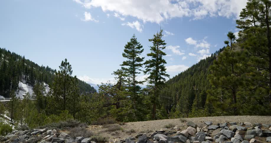 An evergreen forest covering a mountain ridge on a sunny day