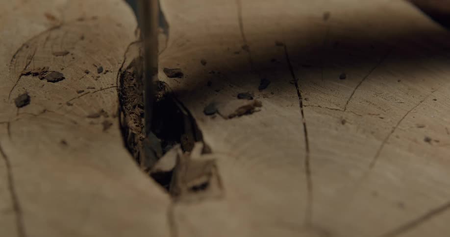 A man chiseling at a tree trunk