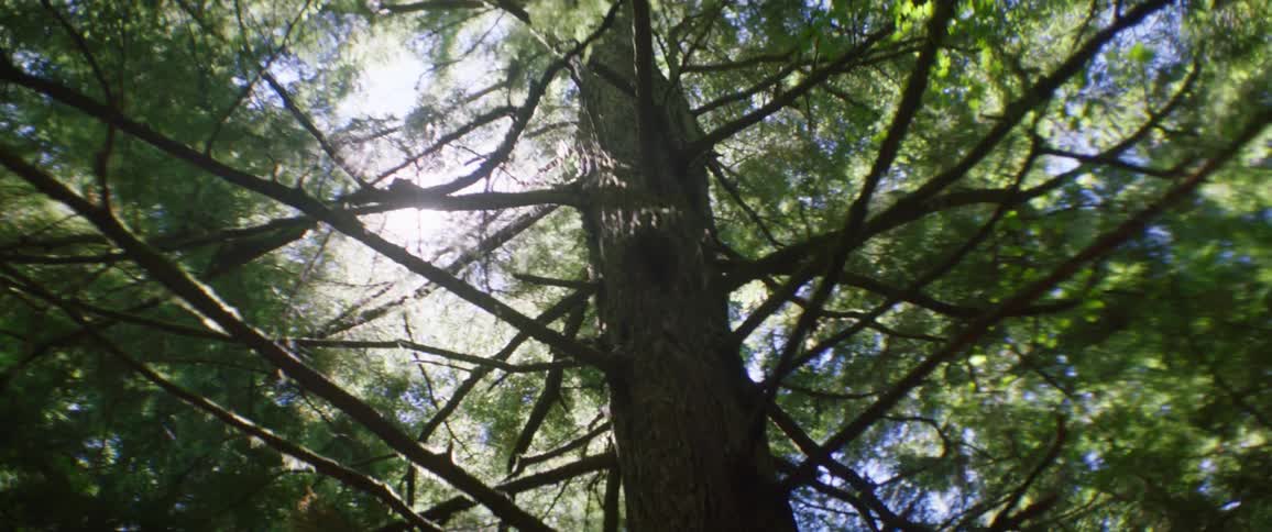 A tall tree has the sun peeking down
