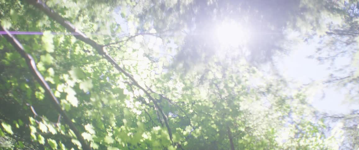 Light filters through green leaves on branches