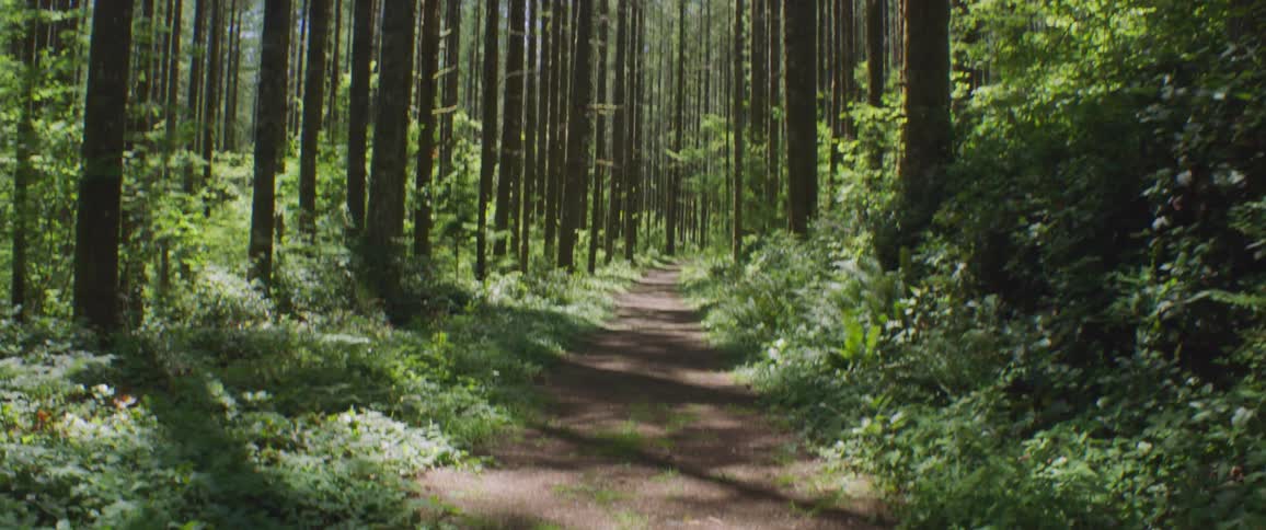 A dirt trail runs deep into a tall forest on a sunny day
