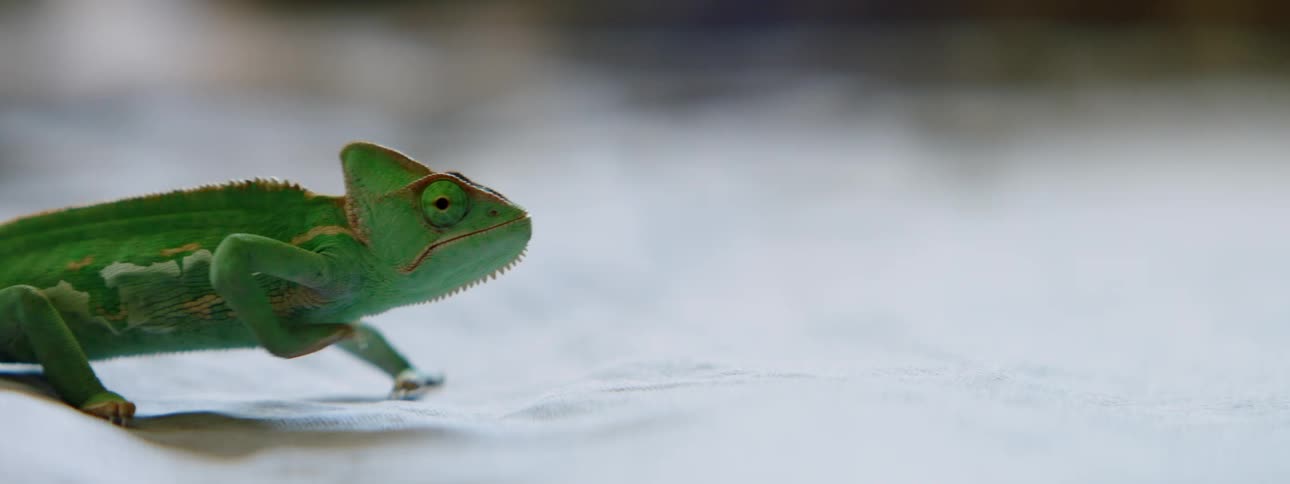 A lizard is crawling on the sand