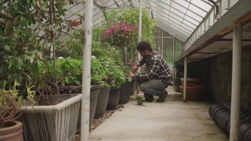 A man kneels down and tends to a potted plant inside a greenhouse