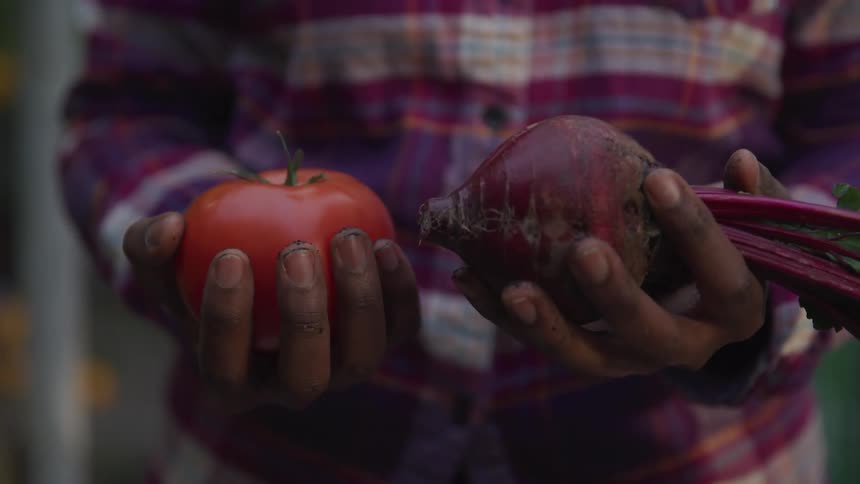 A person holds a fresh tomato in one hand and a radish in the other