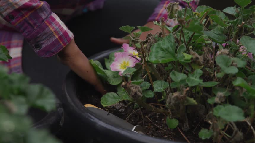 A person uses their hands to smooth the soil in a planter containing a flowering plant
