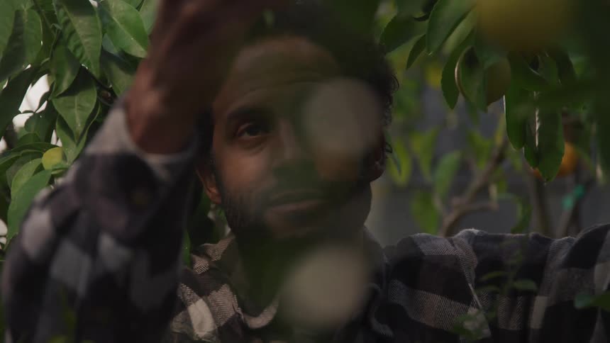 A man grasps a fruit as he stands under a fruit tree