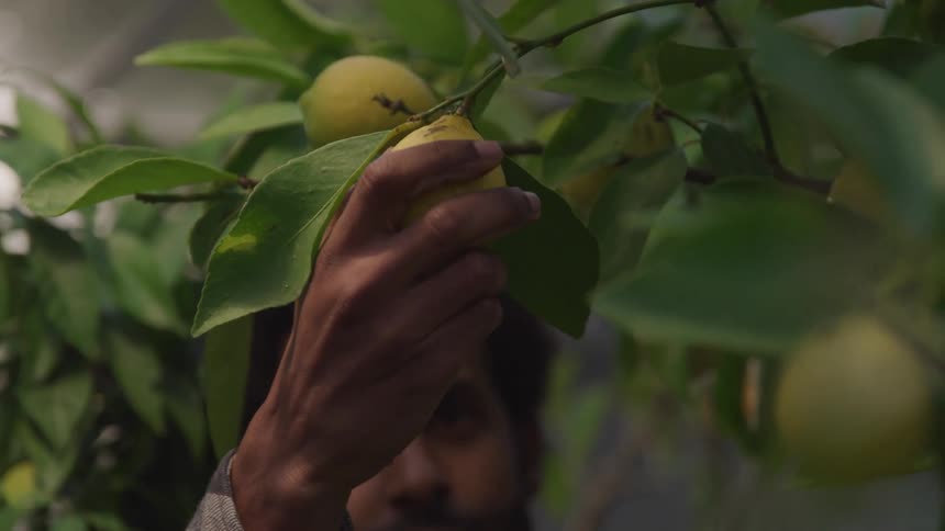 A man checks the ripeness of a lemon on a tree