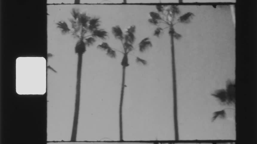 A helicopter passes by tall and short palm trees spread equidistant