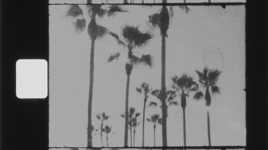 Tall palm trees outside