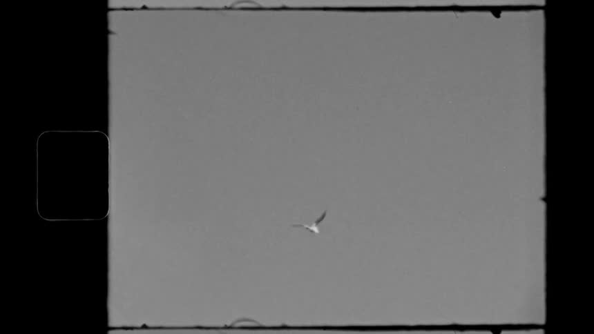 A bird is flying in the sky