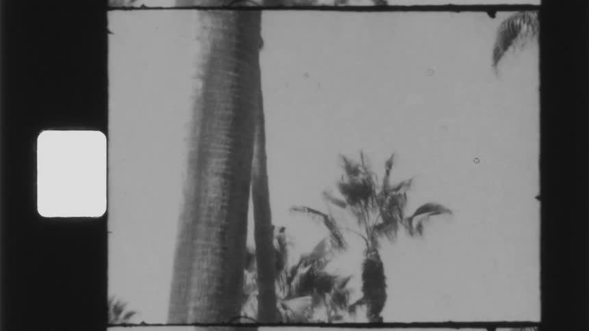 The heavy wind blows the palm tree