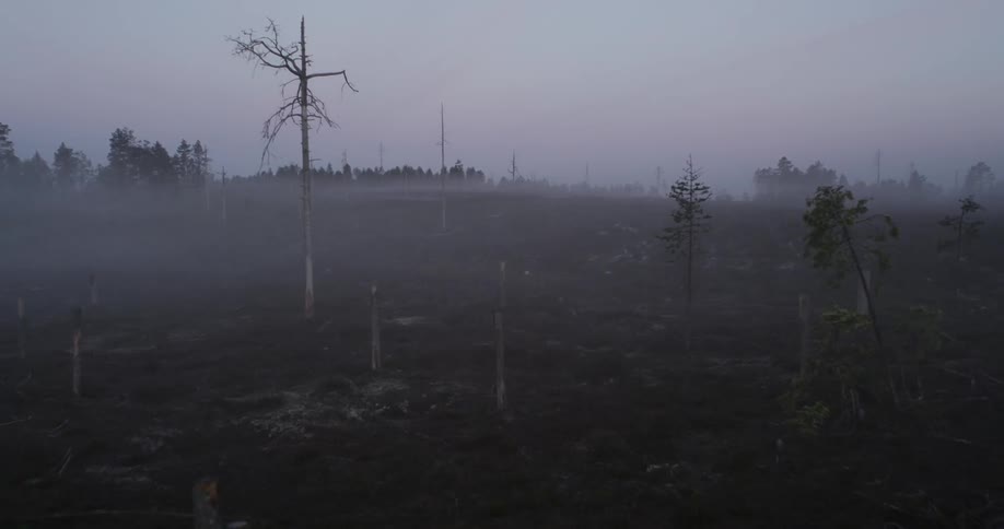 Fog In Autumn