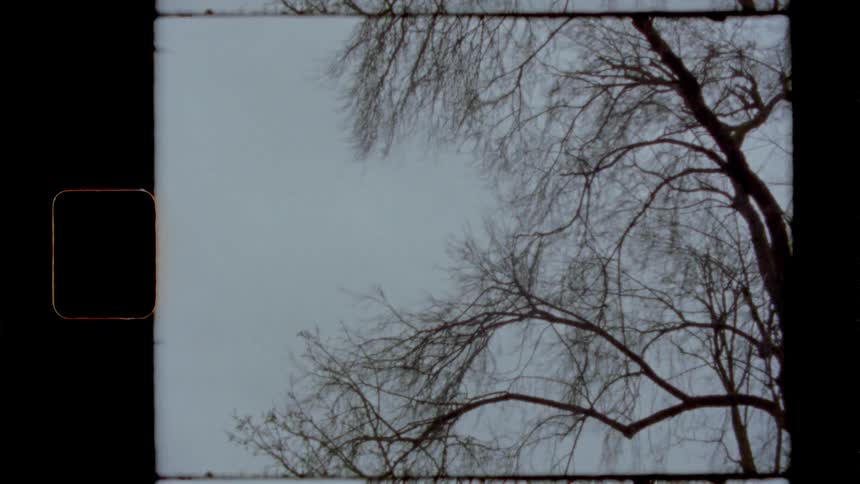 Bare tree sways in the wind on a cloudy day